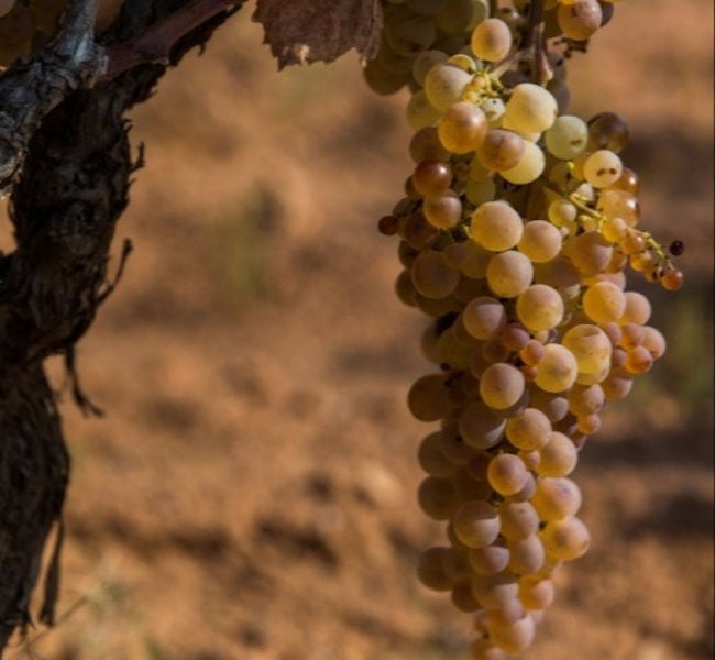 close-up of a bunche of white grapes on the vine at Domaine Papagiannakos vineyards